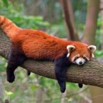 Darjeeling zoo to get 2 male red pandas this month